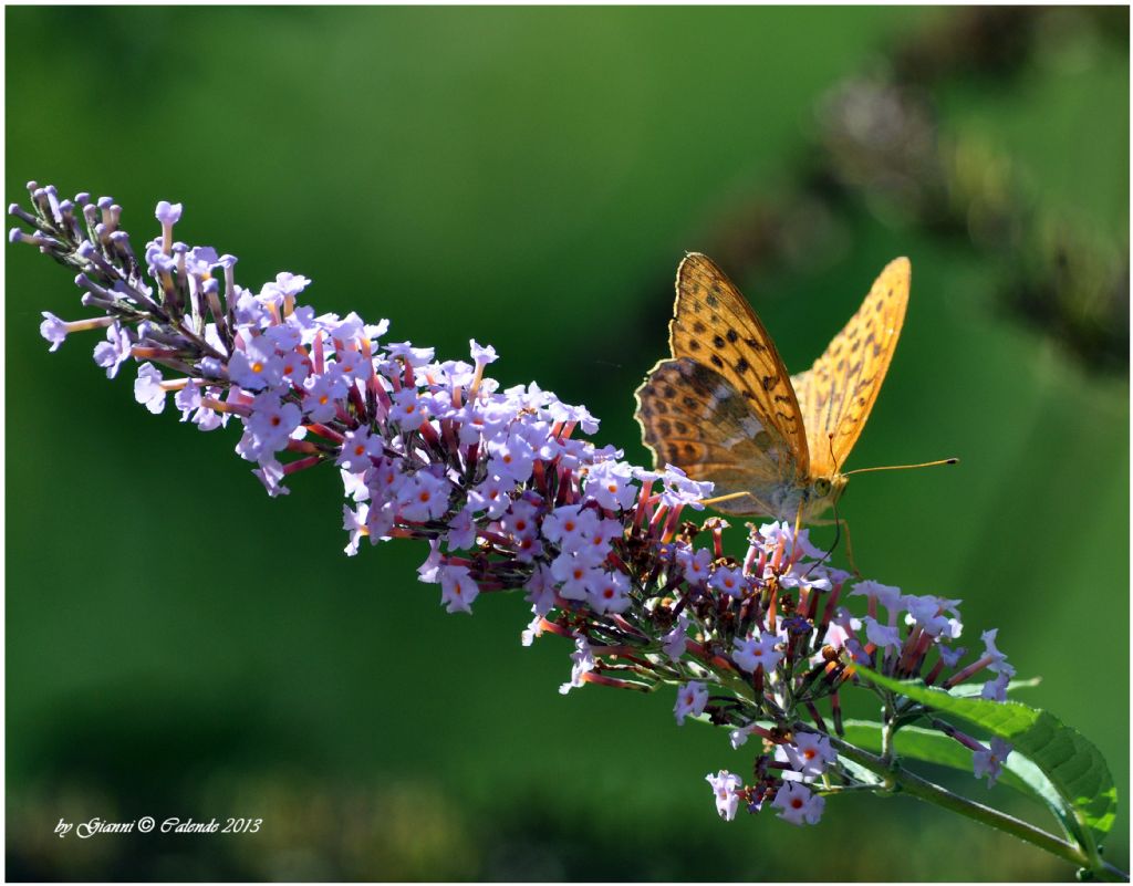 Argynnis aglaja? una conferma - No, Argynnis paphia